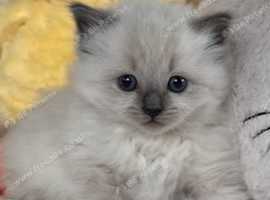 Gccf ragdoll kitten champion lines