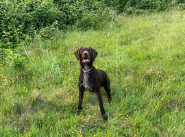 Gwp German wire haired pointer