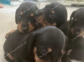 Miniature dachshunds