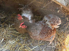 2 PEKIN HENS