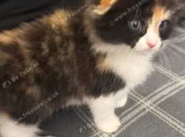 Amazing long haired Scottish fold babies
