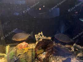 breading pair of piranahs