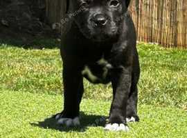*PRICEDROP* Staffordshire bull terrier pup