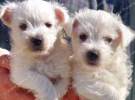 KC reg westie puppies