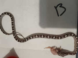 corn snakes for sale only have 4 left price is each