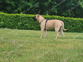 Female bullmastiff