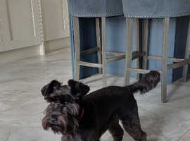 Schnauzer  10 months  old for sale