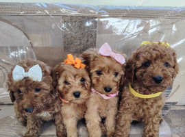 Cockapoo puppies