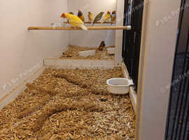 Gouldian finches for sale lowton