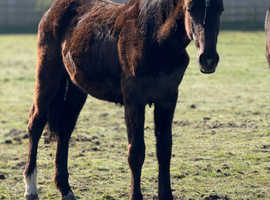 Yearling filly to make 15.2