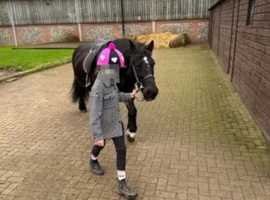 Beautiful Fell Pony for Sale!! 18yrs old
