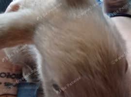 7 Baby Thuringers' for Sale