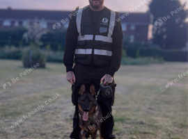 sweet and protective kc registered girl rescued and trained by our training academy