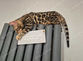 TICA registered Bengal