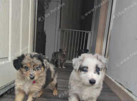 Border Collie X Gsd Puppies