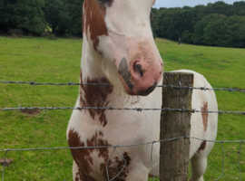 Traditional red and white filly