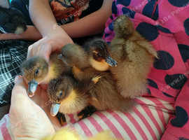 6 tiny ducklings