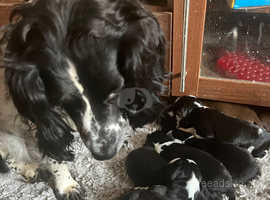 7 sprollie puppies needing loving homes