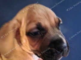 Alapha bulldog puppies