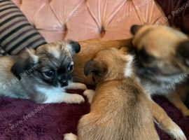 Stunning long haired chihuahua pups