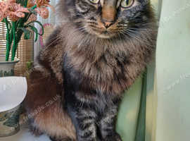 Adorable male cat loves cuddle.