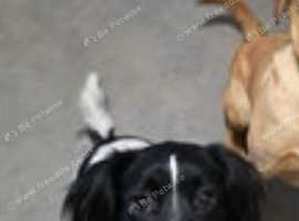 Rehoming my sprocker spaniel