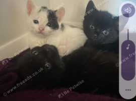 Kittens Ready for New Home 1 Black and 1 white