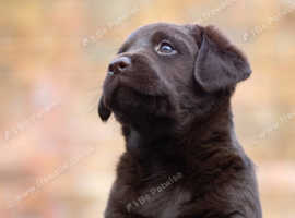 Outstanding kc chocolate Labradors