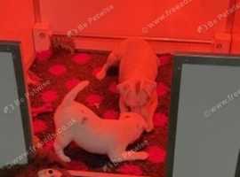 PEDIGREE REGISTERED PARSON RUSSELL  TERRIER PUPPY