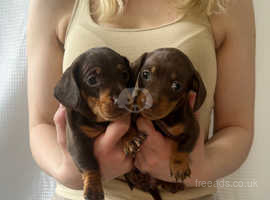 Miniature Dachshund Puppies boy and girl KC registered