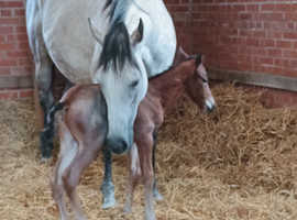 16hh proven broodmare 10yo