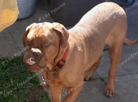 6 month female French mastiff looking for new home
