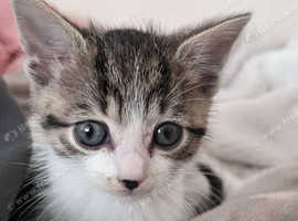 8 weeks kitten