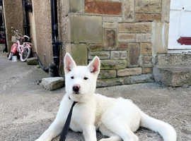 Purebred Male Akita Puppy For Sale in Bingley BD16 on Freeads