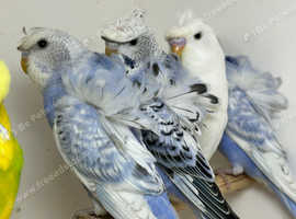 4 young helicopters budgies for sale