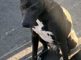 Lurcher male 8 mths