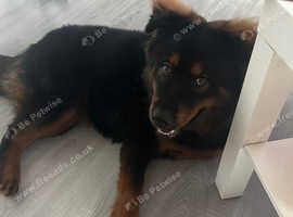 Rottweiler x Chow Chow