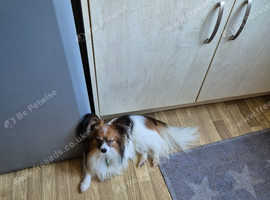 Pedigree papillon