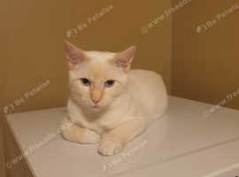 Flame point siamese (male)