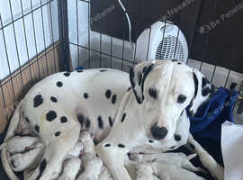 One liver spot dalmation