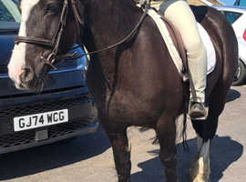 Approx 14.2hh 5yo part bred mare