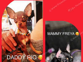 Teacup Russian Toy terriers ready to be reserved 1,4kg to 2kg