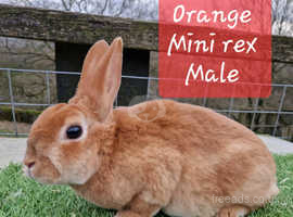 Mini rex bunnies for sale sales near me