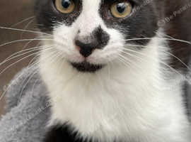 Lovely 1-Year-Old Male Cat Looking for a Safe, Loving Home