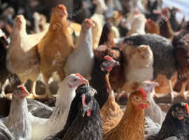 Hybrid Garden Hens - Point-of-Lay and Ready Now