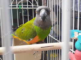 Boby senegal parrot