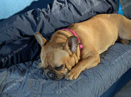 Female 3yrs old french bulldog