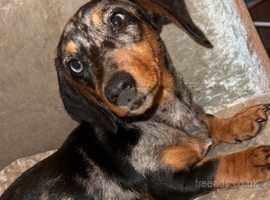 Full breed Female miniature dachshund