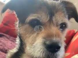 Terrier x Dog (male)