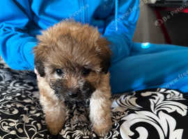 Female pomapoo puppy